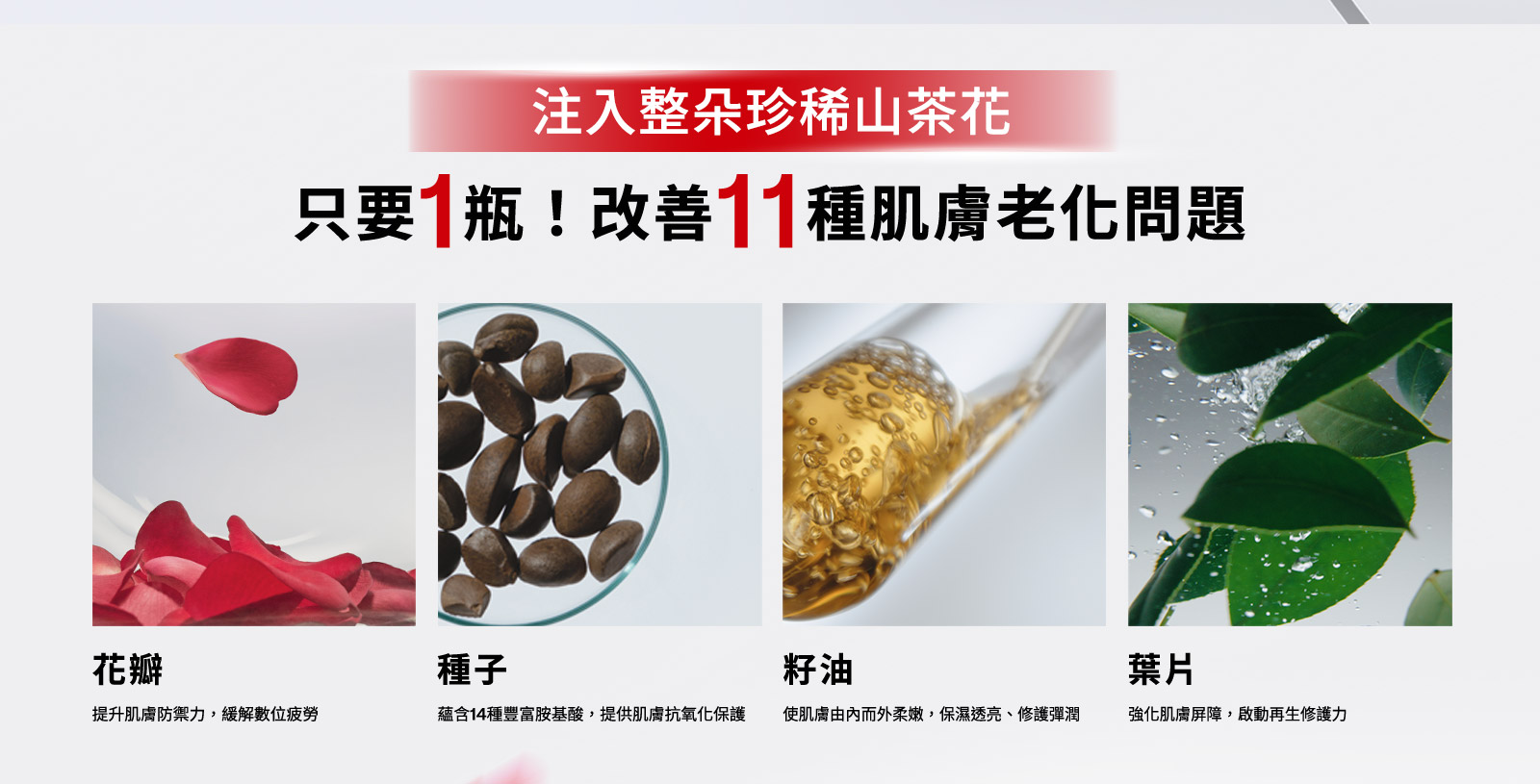 注入整朵珍稀山茶花 只要1瓶!改善11種肌膚老化問題