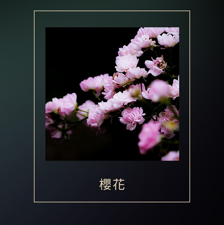 櫻花